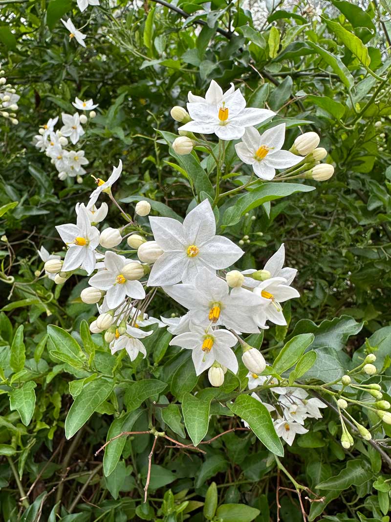 alaindelavie's tweet photo. Morelle faux-jasmin encore fleurie dans Paris début décembre #fleurs #jardin #Paris #yaplusdesaison 
https://t.co/gHYcRE3RNZ https://t.co/qFSGtbjIzJ
