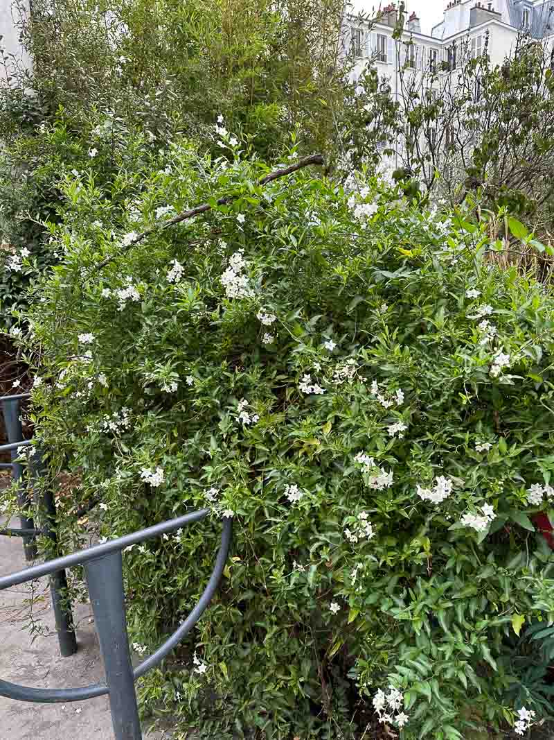 alaindelavie's tweet photo. Morelle faux-jasmin encore fleurie dans Paris début décembre #fleurs #jardin #Paris #yaplusdesaison 
https://t.co/gHYcRE3RNZ https://t.co/qFSGtbjIzJ
