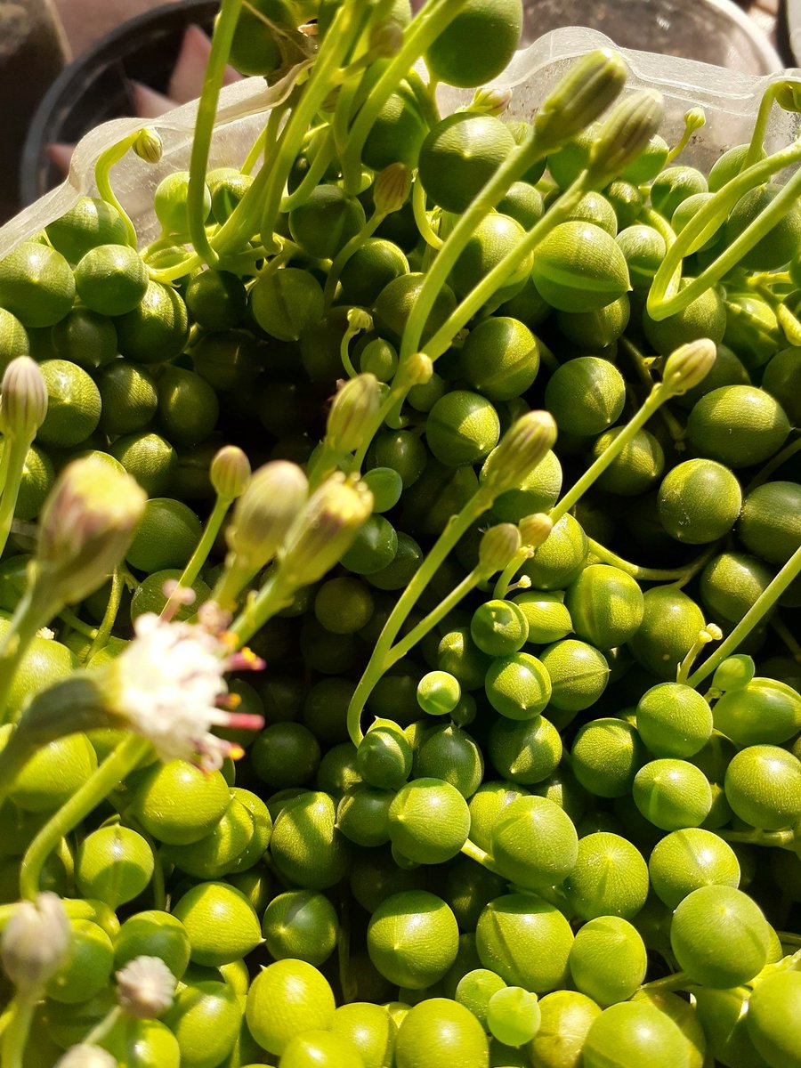store_succulent's tweet photo. #AlphabettyBlooms #stringofperals
#bloomofday
My string of pearls getting ready for a big big flowers show πππ https://t.co/1PeKTuNDBI