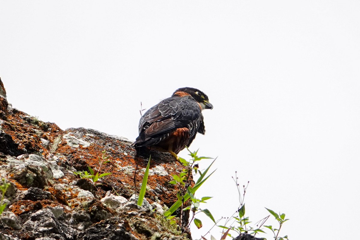 Daniel Weldon tweet media