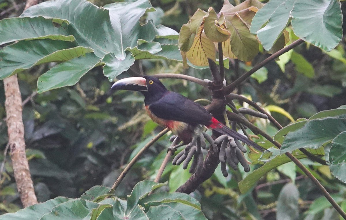 Daniel Weldon tweet media