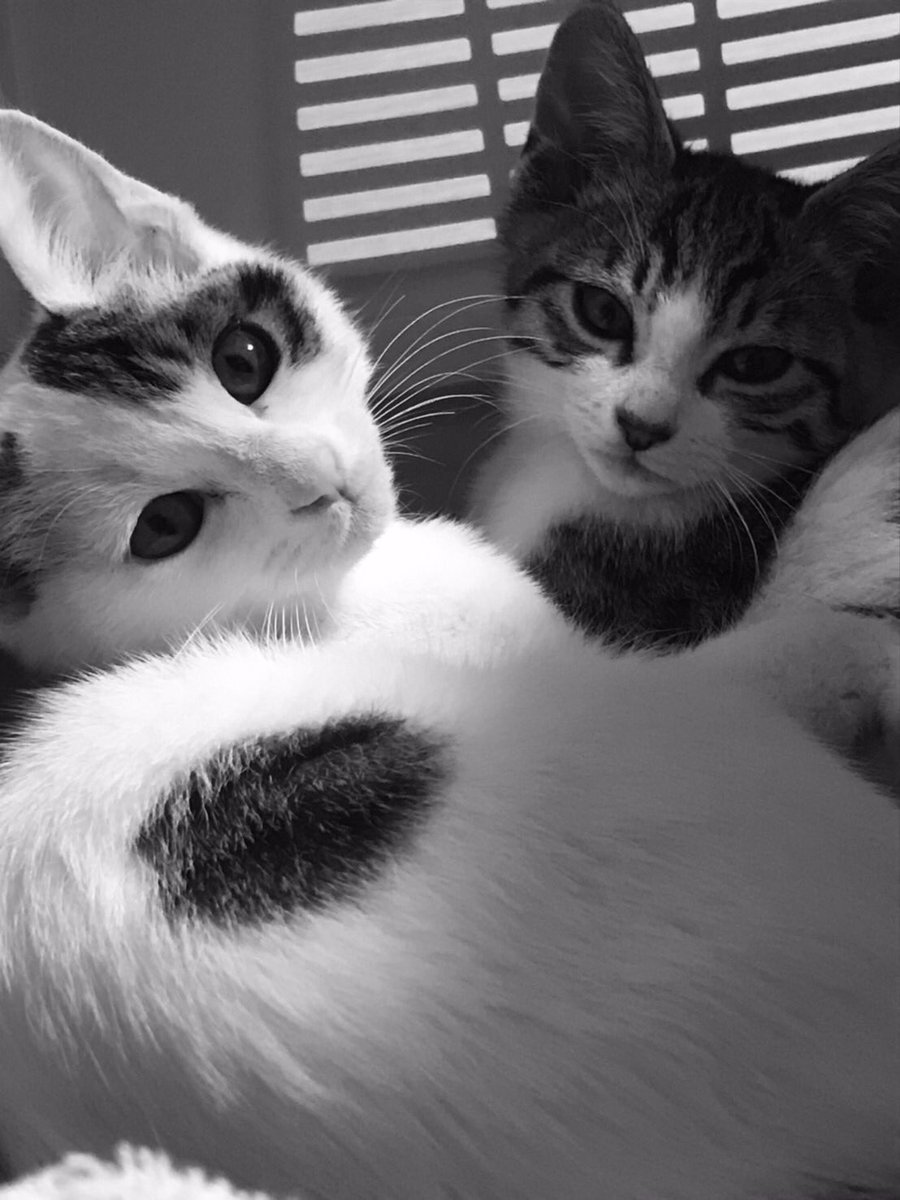 ウチのニャンコ、左、空　右、虎　白黒で撮ってみました。