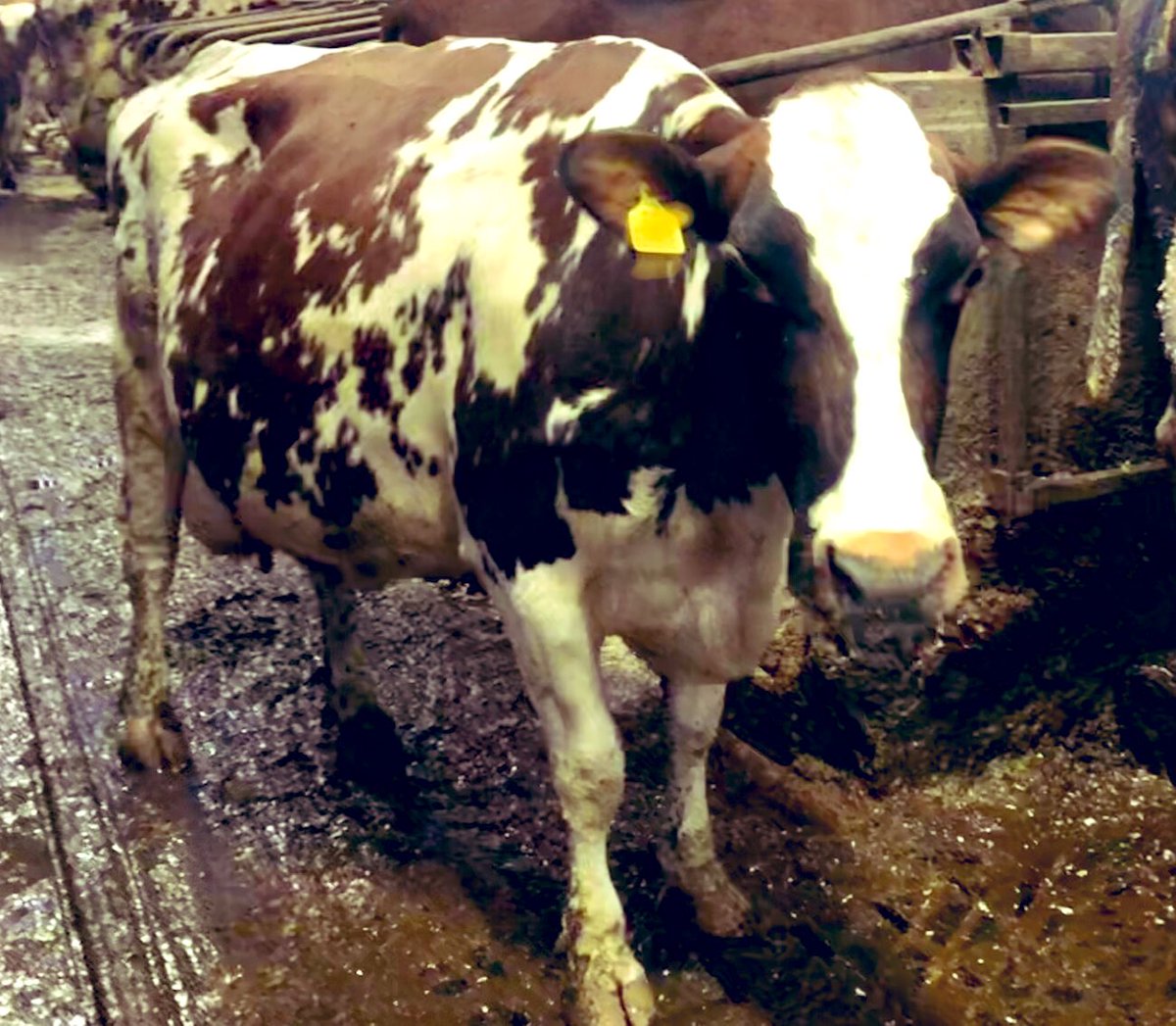 Iodine, iodine, iodine….

Just back from NI where I was reminded how severe iodine deficiency can be. If you had floppy/weak calves at last calving test your iodines. So easy to correct and can make such a huge difference. #TeamDairy #TeamBeef