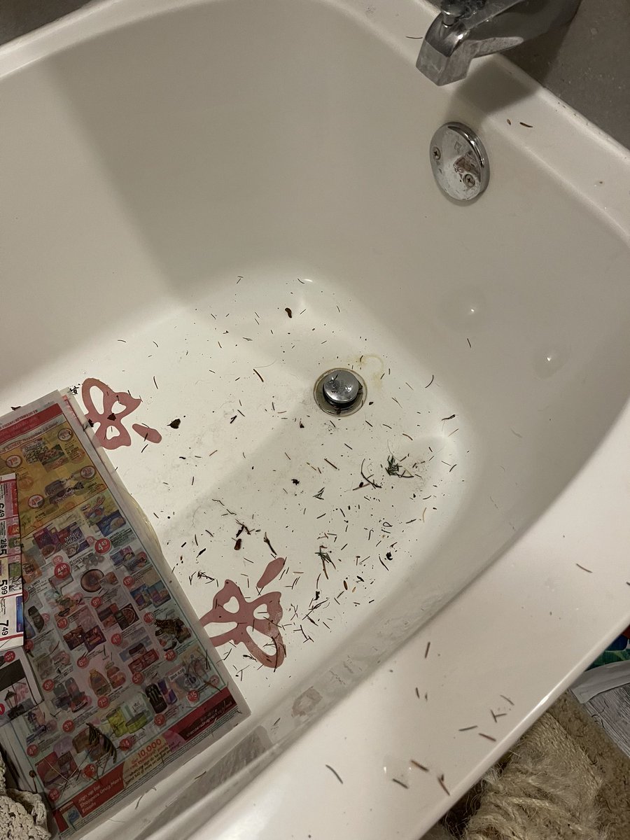 A tree was murdered in my bathtub today.