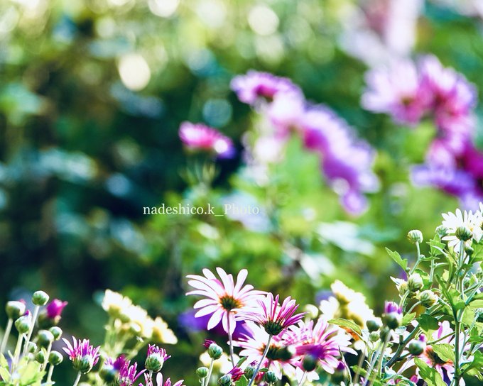 呼吸することは　生きること*.。｡:°ஐ芯呼吸したら　　ひかりは虹色耳をすませば　…天色の風の音　　聞こえるかな.:♪︎