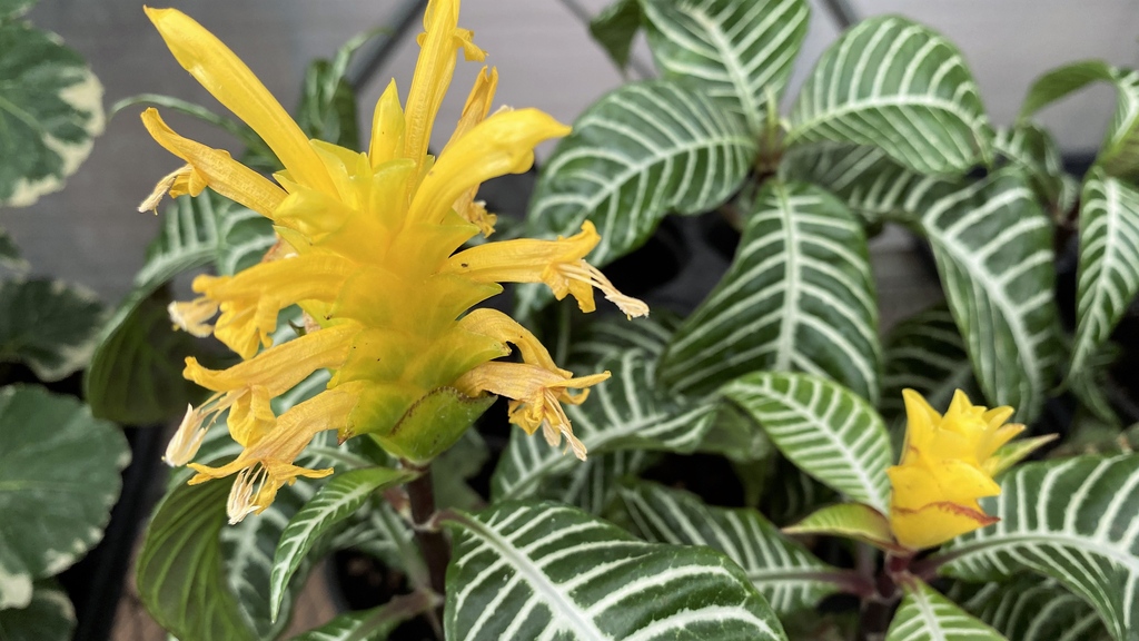 greengategarden's tweet photo. Zebra plant &amp; Zebra plant... Whaaat? These two zebras do NOT look alike &amp; don't originate from the same continent! The same common plant name can be used for completely different plants. If you're looking for zebras, make sure you get the right one! #AskUsQuestions #WeCanHelp https://t.co/6KXGT20Qn3