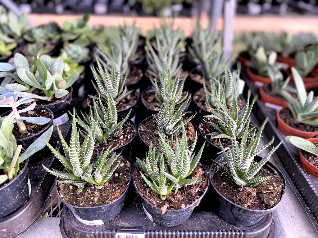 greengategarden's tweet photo. Zebra plant &amp; Zebra plant... Whaaat? These two zebras do NOT look alike &amp; don't originate from the same continent! The same common plant name can be used for completely different plants. If you're looking for zebras, make sure you get the right one! #AskUsQuestions #WeCanHelp https://t.co/6KXGT20Qn3