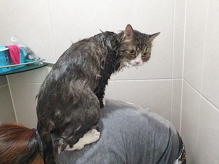 ayhaby's tweet photo. 내려오거라..... 목욕은 너무 싫다. 목욕하는 고양이
Come down... I hate taking a bath. a bathing cat
 #cat #bathcat #come #고양이 # https://t.co/WlCjujhgrp