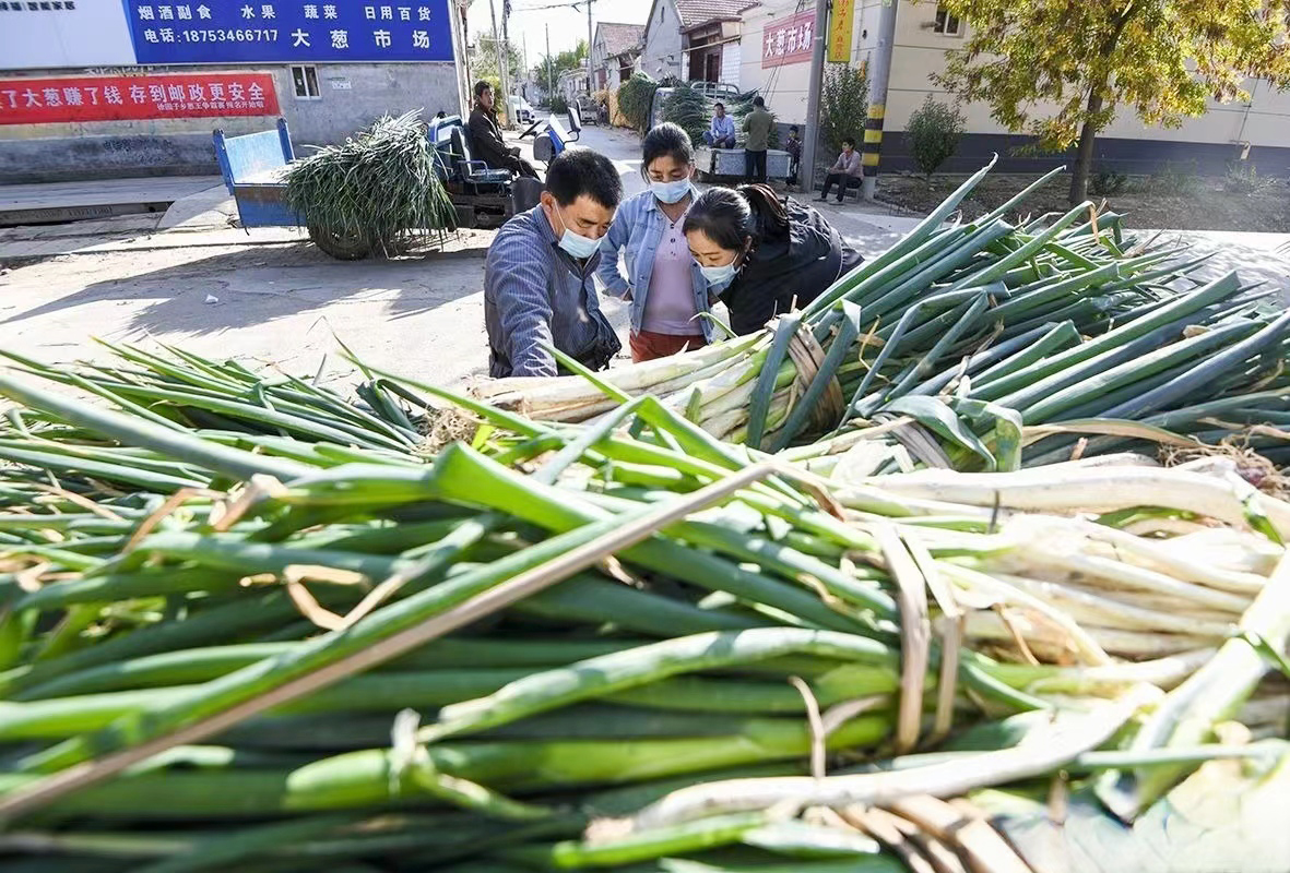 faxianshandong's tweet photo. The harvest season of green onions! In early winter, purchasers drove their cars directly to the fields to trade green onions in Zhangpeiyuan Village, Qingyun County, Dezhou City of #Shandong Province. 
(Photo by Guo Qingping) https://t.co/AM8Z6awR11