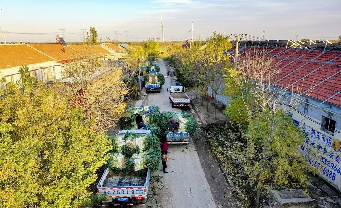 Discover Shandong (@faxianshandong) on Twitter photo The harvest season of green onions! In early winter, purchasers drove their cars directly to the fields to trade green onions in Zhangpeiyuan Village, Qingyun County, Dezhou City of #Shandong Province. 
(Photo by Guo Qingping) The harvest season of green onions! In early winter, purchasers drove their cars directly to the fields to trade green onions in Zhangpeiyuan Village, Qingyun County, Dezhou City of #Shandong Province. 
(Photo by Guo Qingping)