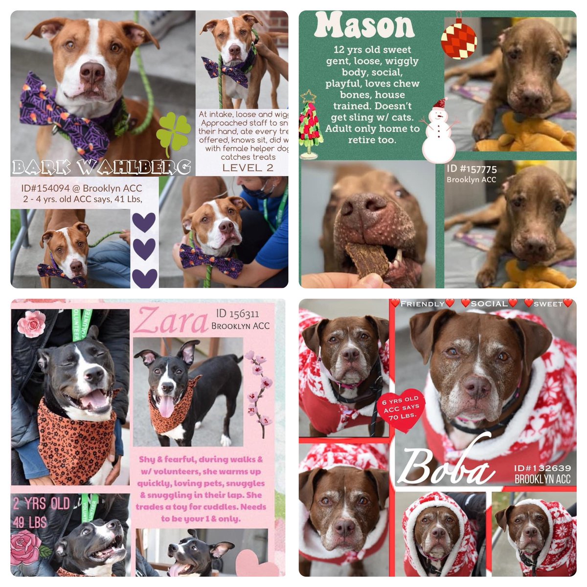 TomJumboGrumbo's tweet photo. 18 wonderful dogs die in NYCACC Saturday, plus an immediate Order to Kill Luca and Jupiter. New additions to the list are Bark Wahlberg, Mason, Zara, Boba, Sir and Sachmo. ALL are in need of fosters and adopters - plus pledges if you’re able. Thank you for sharing! https://t.co/0FUIDhgCW9