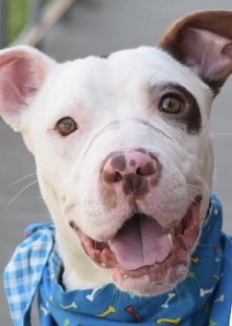 TomJumboGrumbo's tweet photo. ORDER TO KILL Luca #144645. A beautiful PUPPY who needs a foster or adopter VA to ME urgently. His owner is homeless and now he dies? NYCACC can kill him anytime. He needs to be a solo dog, please help him, reply for assistance.

https://t.co/wLU1dJEGcx https://t.co/3CZo6KDkxy