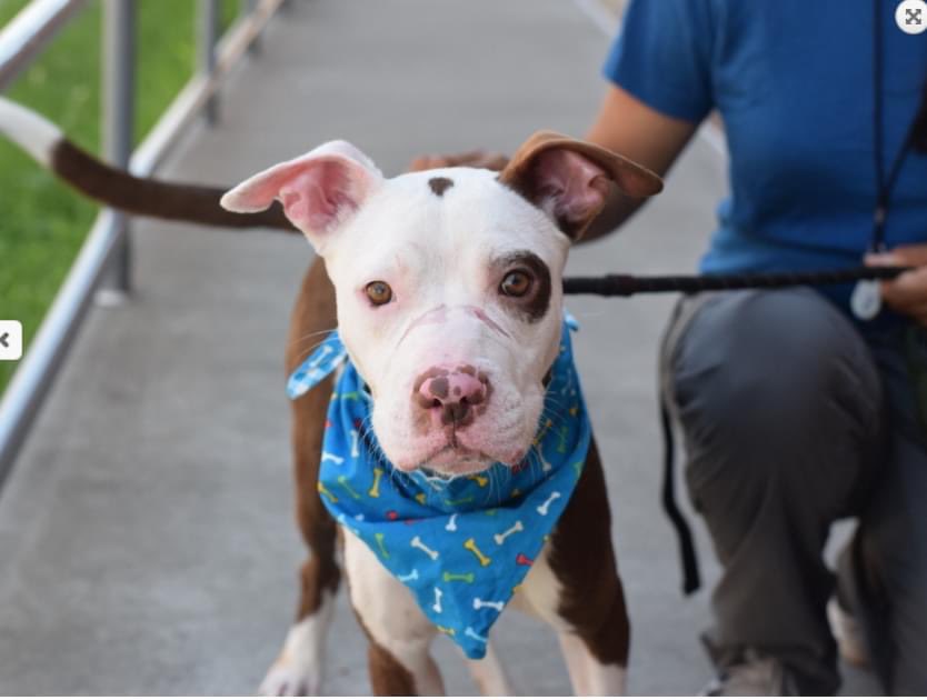TomJumboGrumbo's tweet photo. ORDER TO KILL Luca #144645. A beautiful PUPPY who needs a foster or adopter VA to ME urgently. His owner is homeless and now he dies? NYCACC can kill him anytime. He needs to be a solo dog, please help him, reply for assistance.

https://t.co/wLU1dJEGcx https://t.co/3CZo6KDkxy