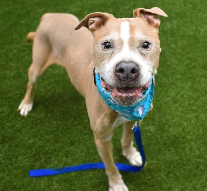 TomJumboGrumbo's tweet photo. ORDER TO KILL Jupiter #151703. Human and dog friendly, he needs a foster or adopter VA to ME before NYCACC kills him. Found by police, a beautiful dog who’s rightly nervous, but friendly. Don’t let him die, please reply for assistance.

https://t.co/jUQM4BGDQI https://t.co/nuoRDGwQDv