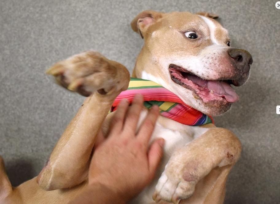 TomJumboGrumbo's tweet photo. ORDER TO KILL Jupiter #151703. Human and dog friendly, he needs a foster or adopter VA to ME before NYCACC kills him. Found by police, a beautiful dog who’s rightly nervous, but friendly. Don’t let him die, please reply for assistance.

https://t.co/jUQM4BGDQI https://t.co/nuoRDGwQDv
