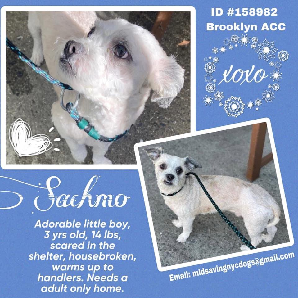 TomJumboGrumbo's tweet photo. Sachmo #158982 is facing death in NYCACC Saturday because he’s bitten his owner. At just 14lbs, he’s never broken skin and unable to tell his side of the story. Now scared, anxious and growling, he needs our help. Pls pledge RT SACHMO so he leaves alive!
https://t.co/3s8wu5tgOg https://t.co/0IXKAluE9C
