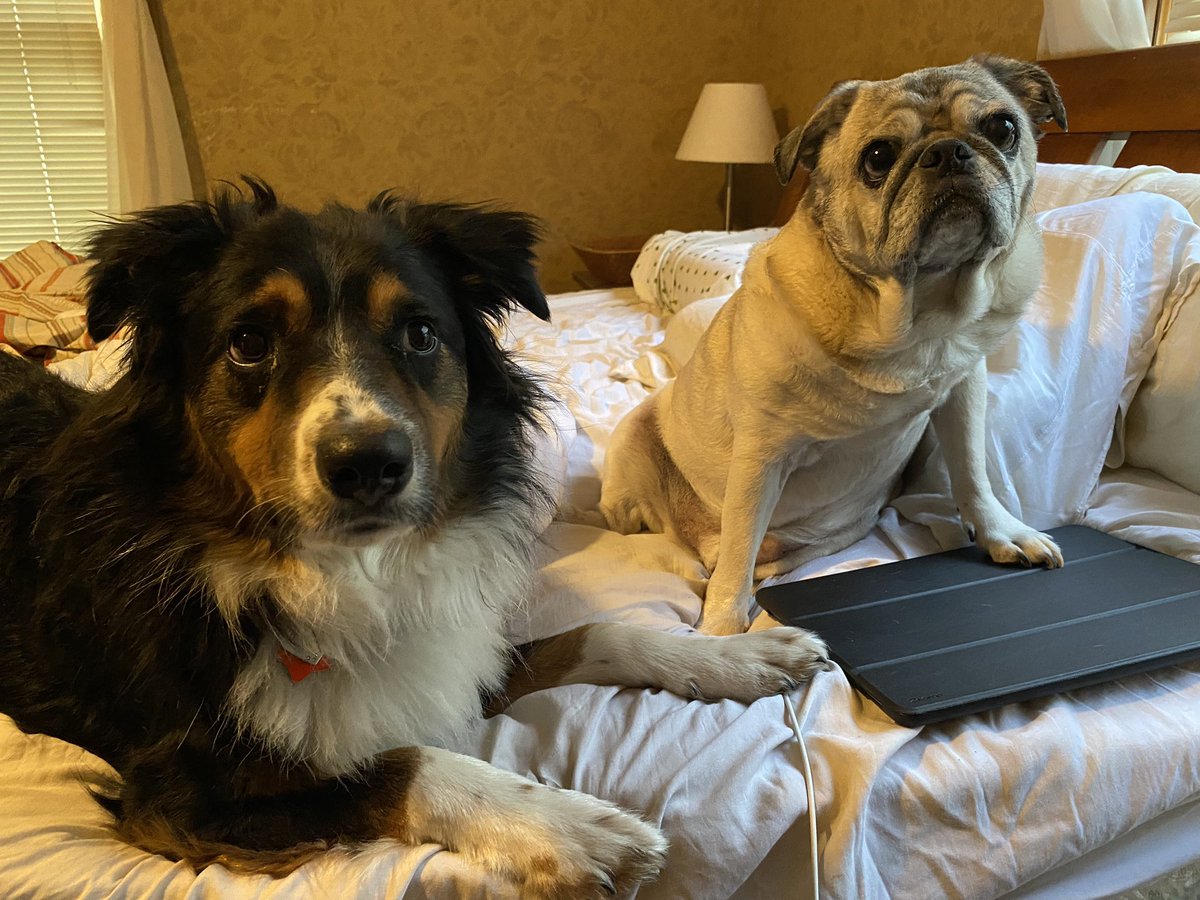 MotherOfLocusts's tweet photo. @AdamParkhomenko Frank and Bruce say hello https://t.co/ZlKXx2Gth3