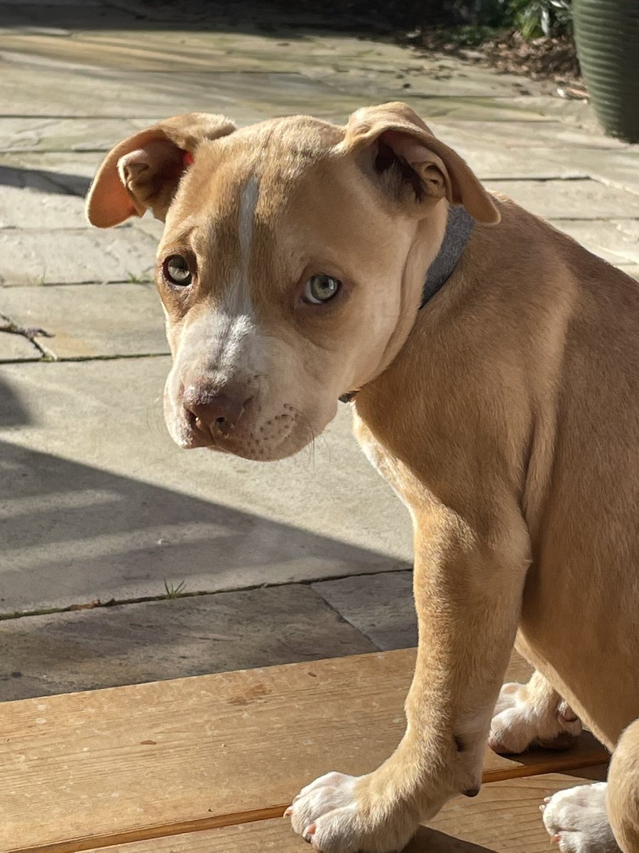 Meet Bean our new pup 🐶