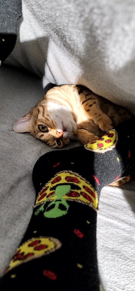 Stonz_camp's tweet photo. Meownighty โค๏ธ Den time. I hope everyone is enjoying the week ๐ป Friday tomorrow, and then the weekend is here, yay! ๐ So until tomorrow, be safe, sleep, and meow well ๐๐ป๐...
#CatsOfTwitter #cats #bengalcat #meowpositive2022 https://t.co/pf2A37Hte1
