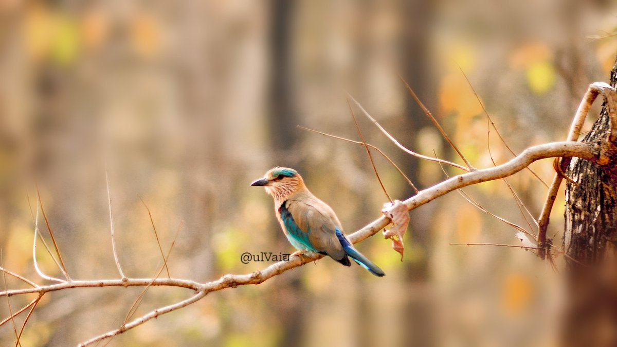 A Very Good Morning 🌅
From our #IndianRoller 😊

#IndiAves #ThePhotoHour #BBCWildlifePOTD #IncredibleIndia #PhotoOfTheDay #TwitterNatureCommunity #nikonphotography #NaturePhotography #wildlifephotography #birdwatching #birdphotography #BirdsOfTwitter