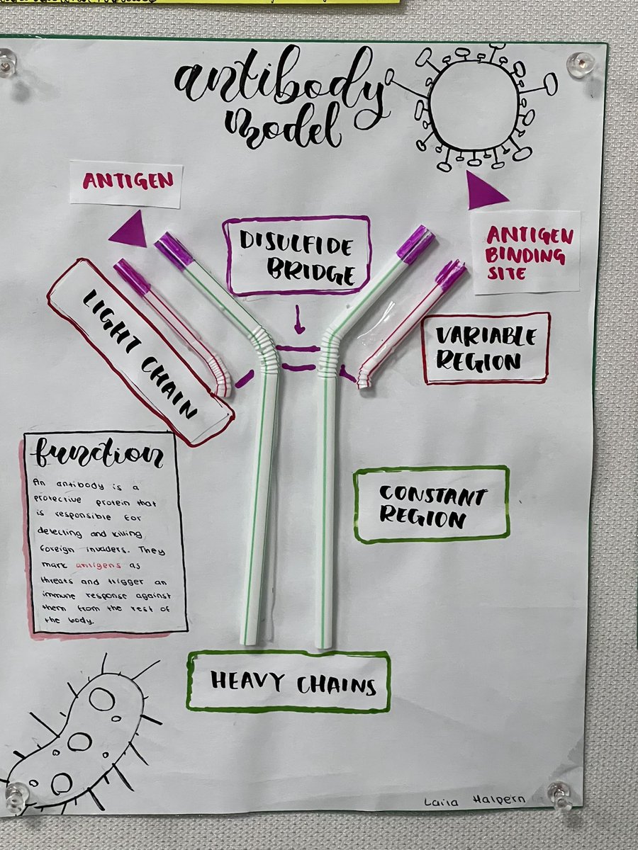 KrishPsych's tweet photo. “Visualizing the Antibody” Dr. K’s MI students engaged in the construction of an Antibody in the process of learning how the Immune system works. Great effort and pride in their work!!! https://t.co/K2UodoyaUo