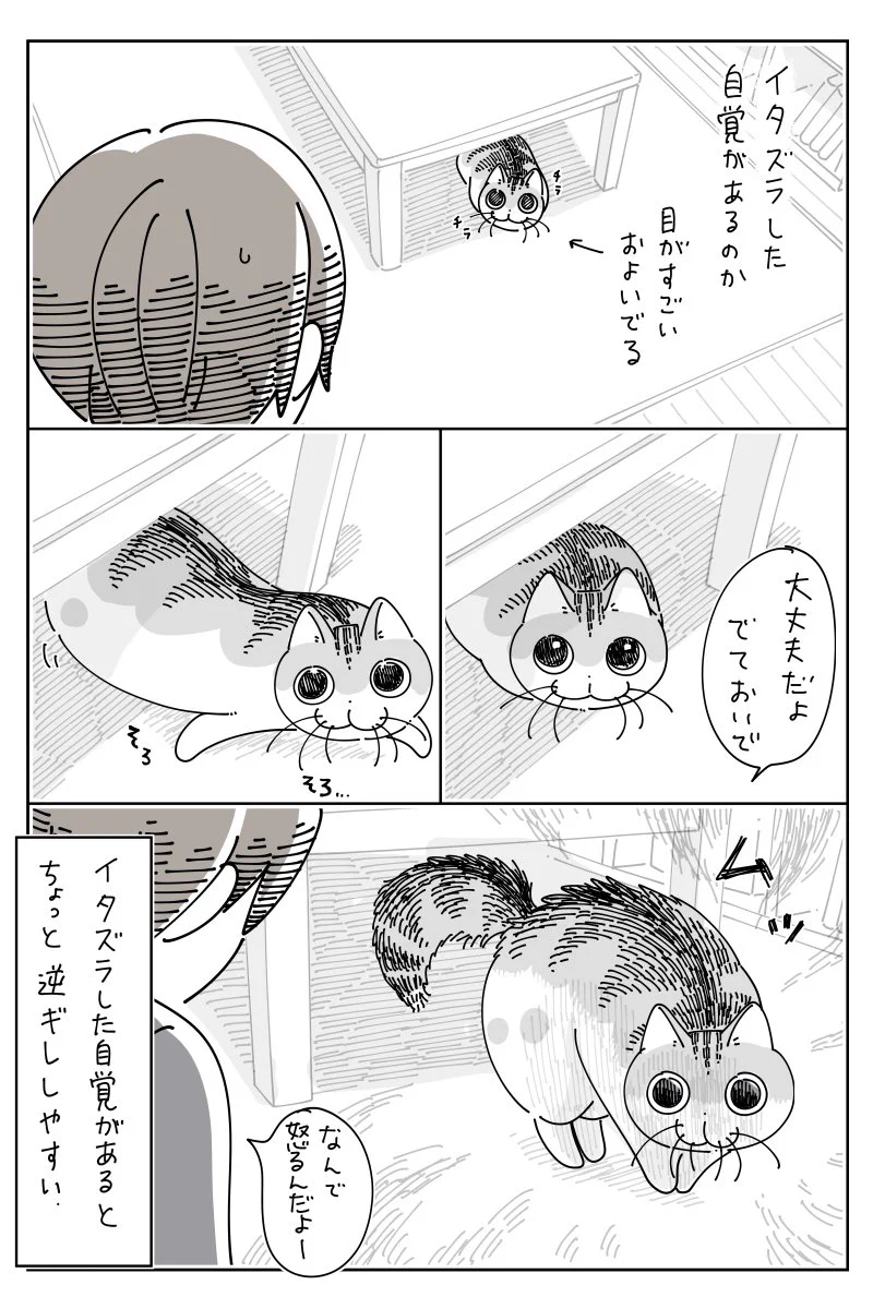 何か物が落ちる音がしたため見に行ってみると･･･！可愛すぎる猫漫画が話題に！
