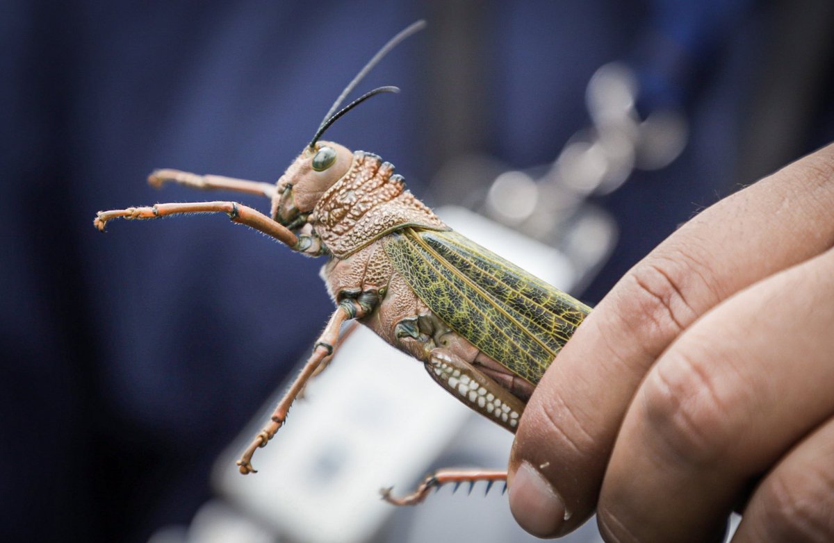Estamos atentos a los avistamientos de la Tropidacris dux y damos a los productores las herramientas para controlar la población de este insecto.

Entregamos insumos en Coatepeque, donde también dimos asistencia técnica para su aplicación efectiva.