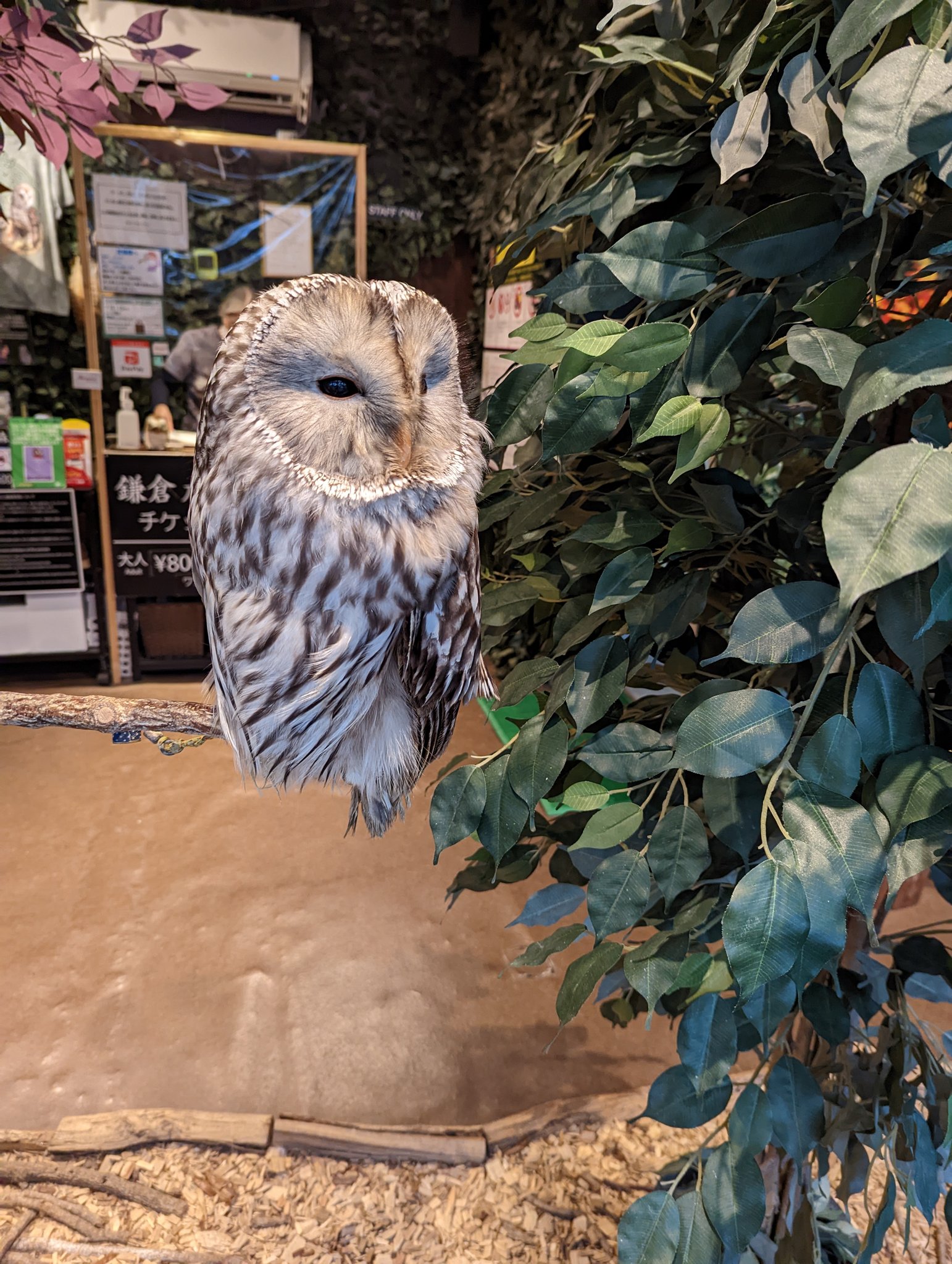 鎌倉乃フクロウの森 Kamakuraowl Twitter