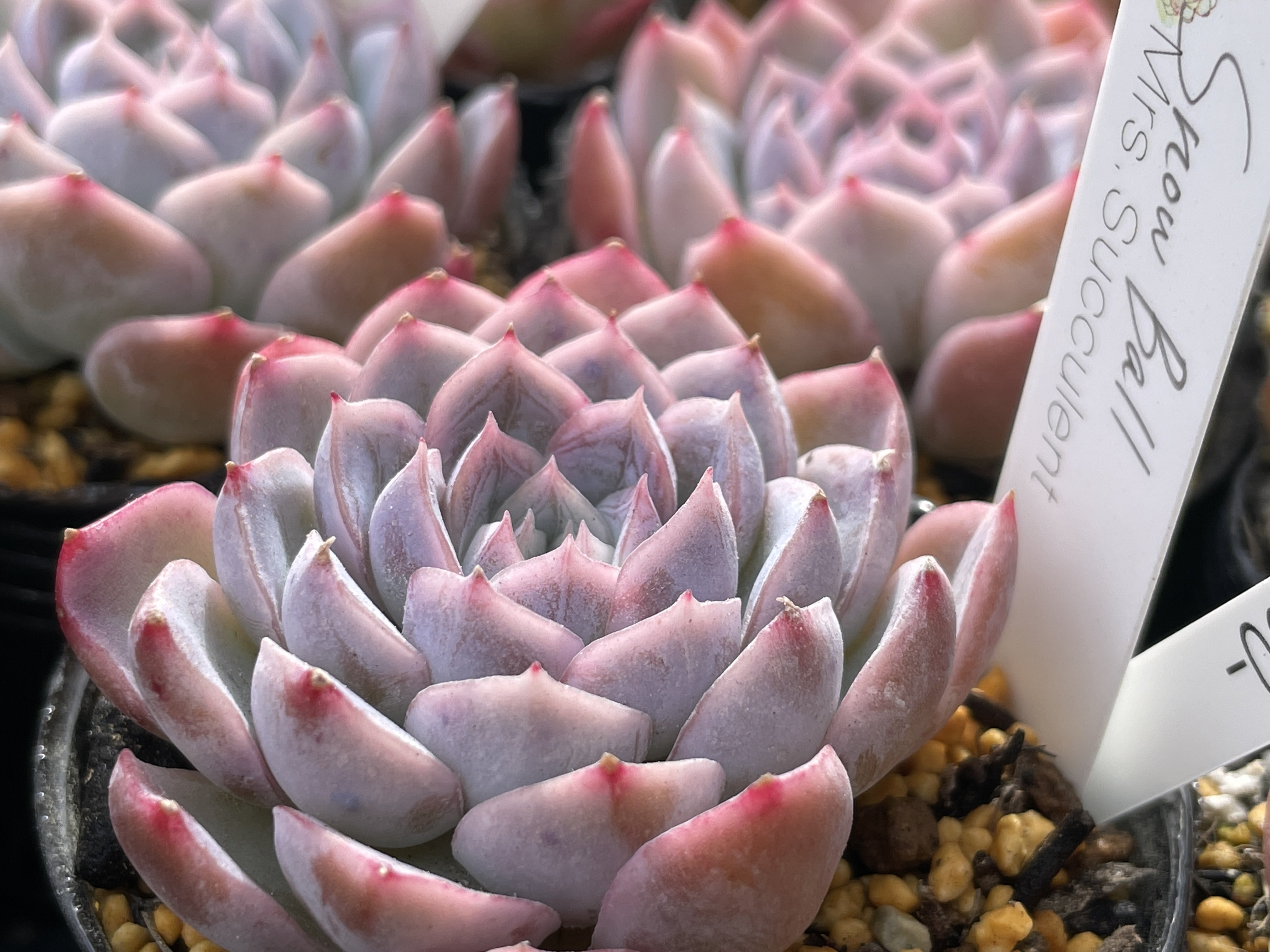 プロフ必見！サキュレントハウス様専用☆多肉植物 韓国苗 サービス