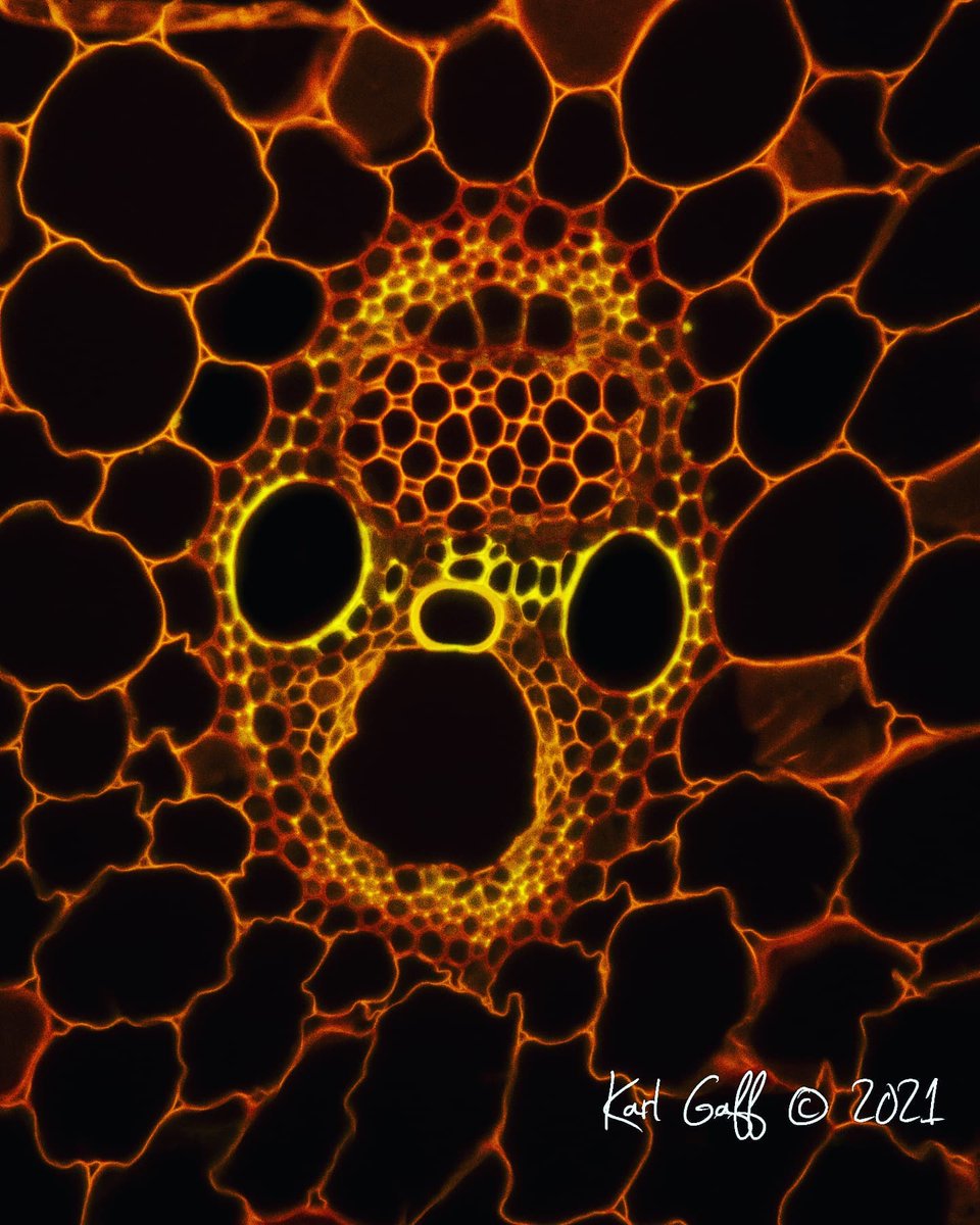 Halloween is on the way , here is an image for #MicrosCreepy .
Photographer👨🏻‍🔬: Karl Gaff
Subject🌽 : cross sections through the stems of the maze crop
Microscope 🔬: #Olympus BX51
Optical filter🔎 : LP-DAPI filter
#microscopy #microscopyart #sciart #opticalmanufacturer #optical