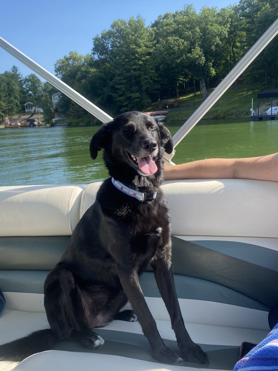 N_Hill17's tweet photo. @PFTCommenter Here is Rey enjoying the boat #VeryGoodThursday https://t.co/lcy8Mbc5I5