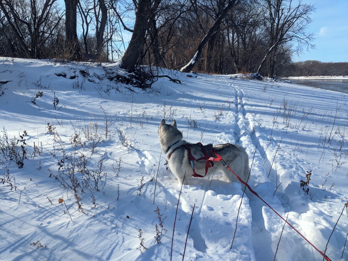 paws2trail's tweet photo. Sticking around here long enough to start another season of skijoring! Pike Island at Fort Snelling SP got enough snow Thursday for decent skiing, even if the walking trail wasn't groomed.

Plenty of deer to keep the huskies entertained. https://t.co/UC7juitvYl
