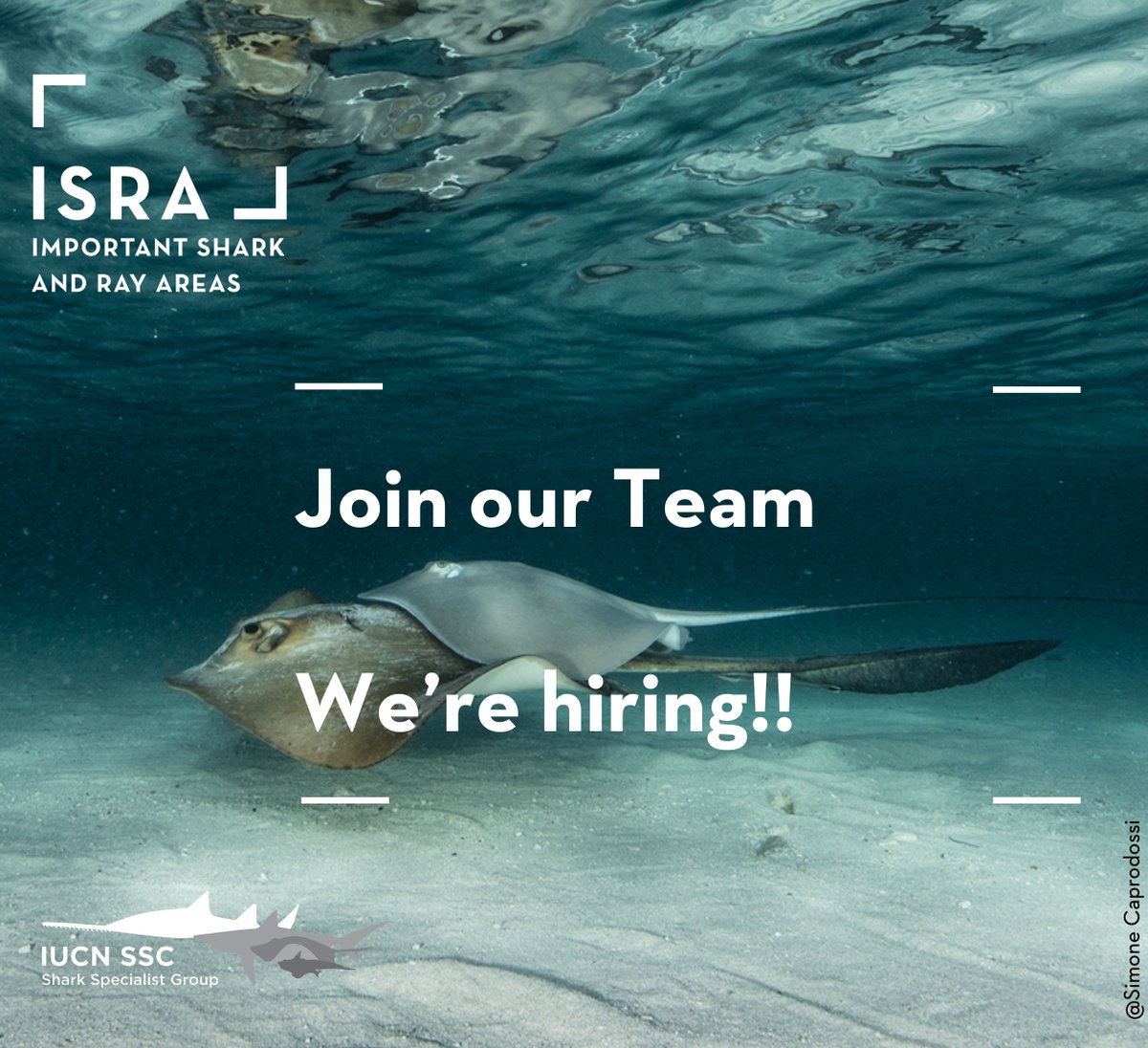 Important Shark and Ray Areas - ISRAs tweet media