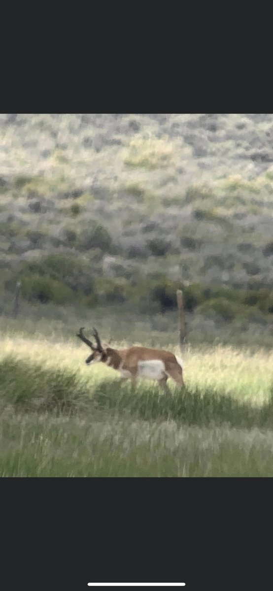 doan_trent9776's tweet photo. Nevada Antelope I brought home. 2022 #eastmans #sigsaure #kryptek #taghub #myhuntstory #savagearms https://t.co/wbB8hhQILJ
