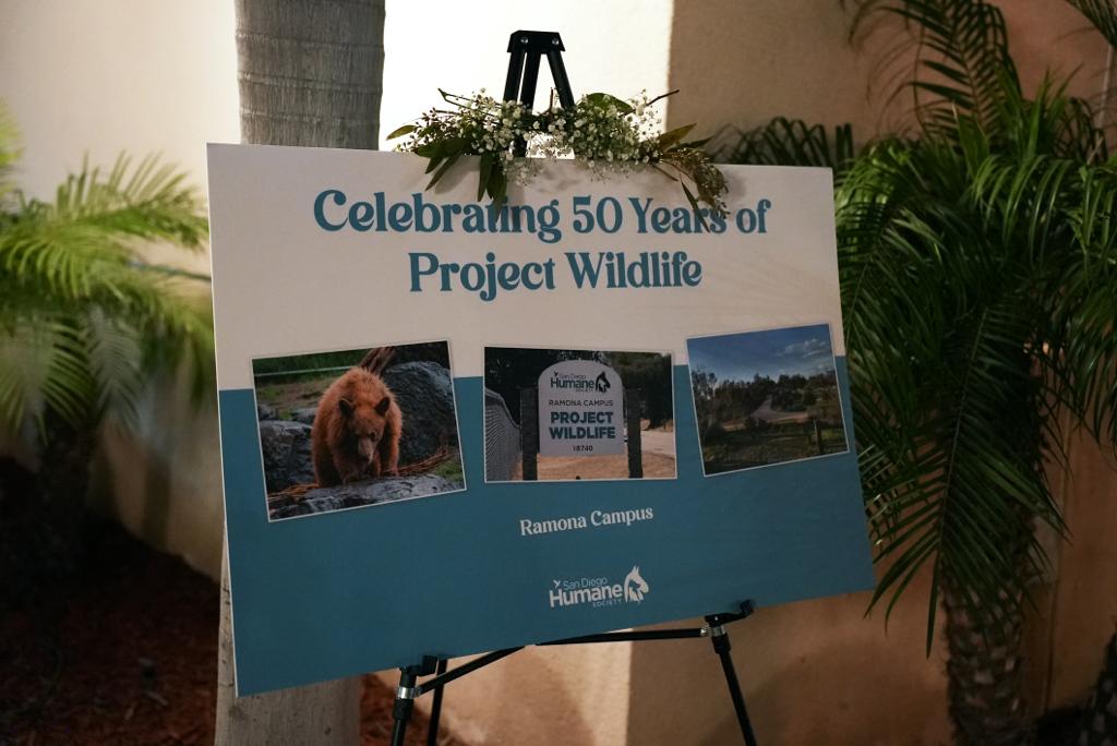 sdhumane's tweet photo. Tonight we are celebrating #ProjectWildlife's 50th anniversary with some of our closest friends. What started as a volunteer-run organization in a backyard in 1972 has now become a leader in wildlife rescue & rehabilitation, caring for 13,000 orphaned & wild animals annually. https://t.co/N7fHJ7Ml7y