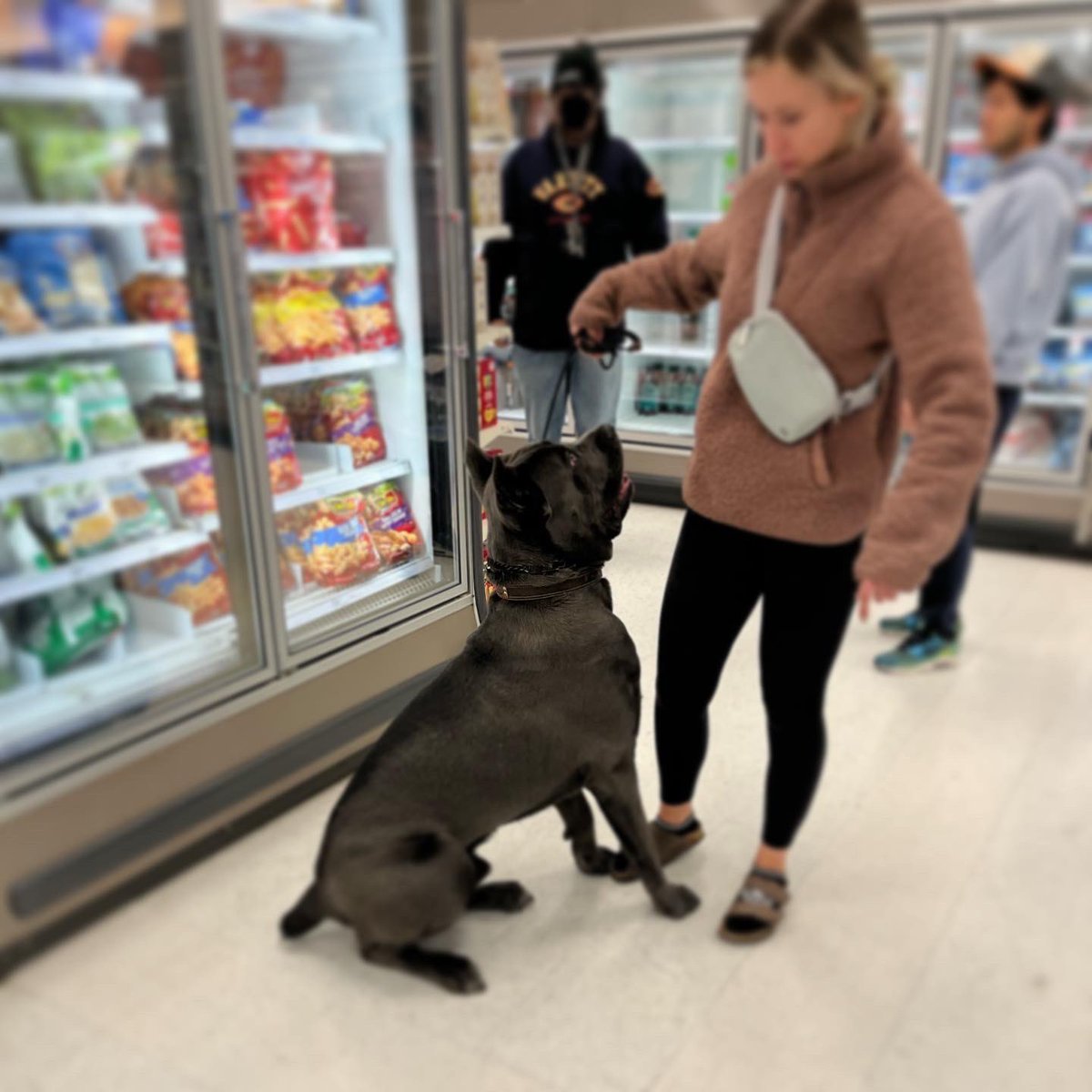 MagnusBrav's tweet photo. I let this GIGANTIC #dog (whoโs still a #puppy) sniff my hand. ๐ณ๐ฑ And I lived to tell the tale. ๐ฌ๐
As you may or may not know, I have always been #afraidofdogs, so being able to interact with this #Italianmastiff took some courage on my part. Iโm a little proud of myself. https://t.co/fzpNykrJor