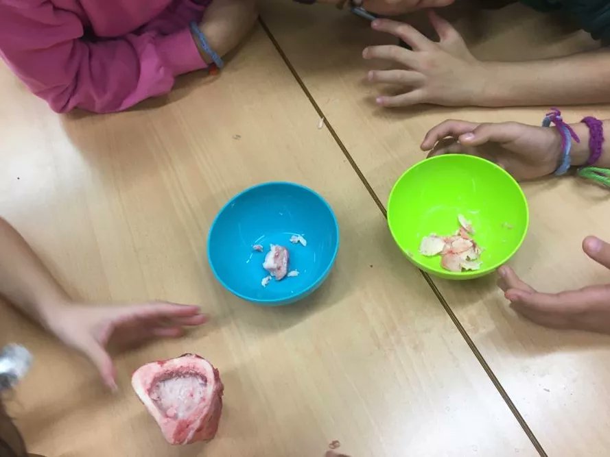 EscPublicaSAFA's tweet image. #2nB , classe dels #esquelets, hem observat ossos de vedella ver dins, i hem experimentat amb el moll de l'os. Fascinant!
#projecte #medi #aprenentatgesignificatiu