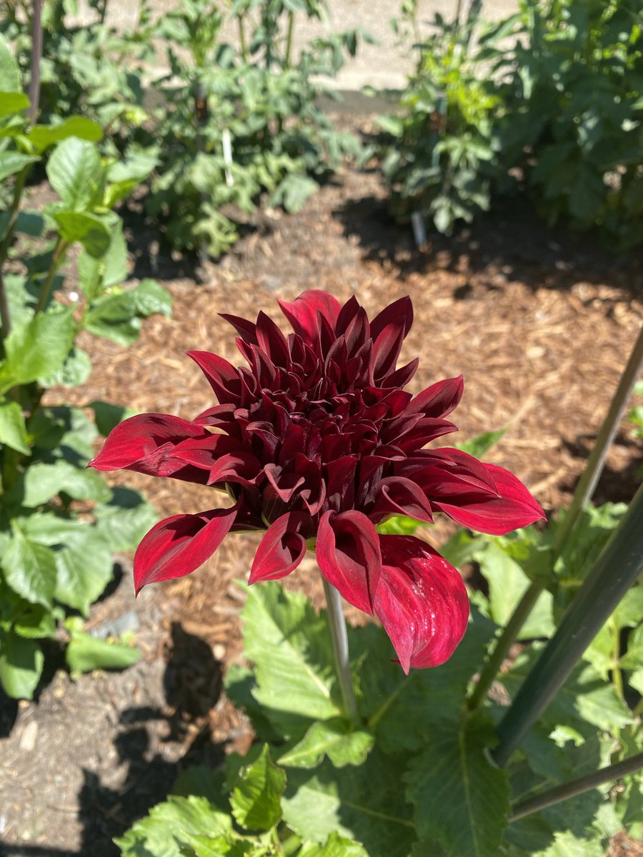 abbychiangusfca's tweet photo. Some pretty flowers from my time at the #SanJose #Rose #Garden! Many of the flowers in this garden are native species and improve the biodiversity of the community! #consbioUSFCA 🌷🌹 https://t.co/kmdnRST4fT