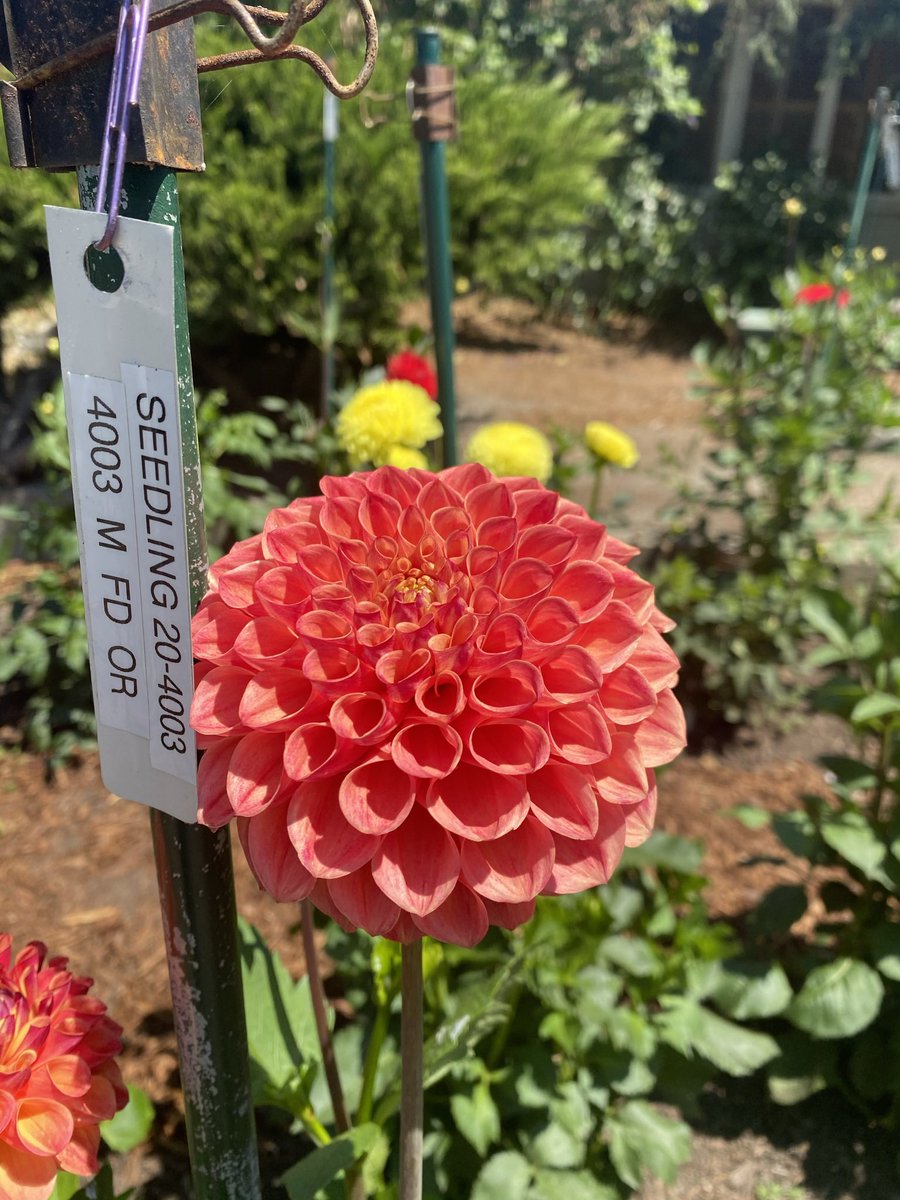 abbychiangusfca's tweet photo. Some pretty flowers from my time at the #SanJose #Rose #Garden! Many of the flowers in this garden are native species and improve the biodiversity of the community! #consbioUSFCA 🌷🌹 https://t.co/kmdnRST4fT