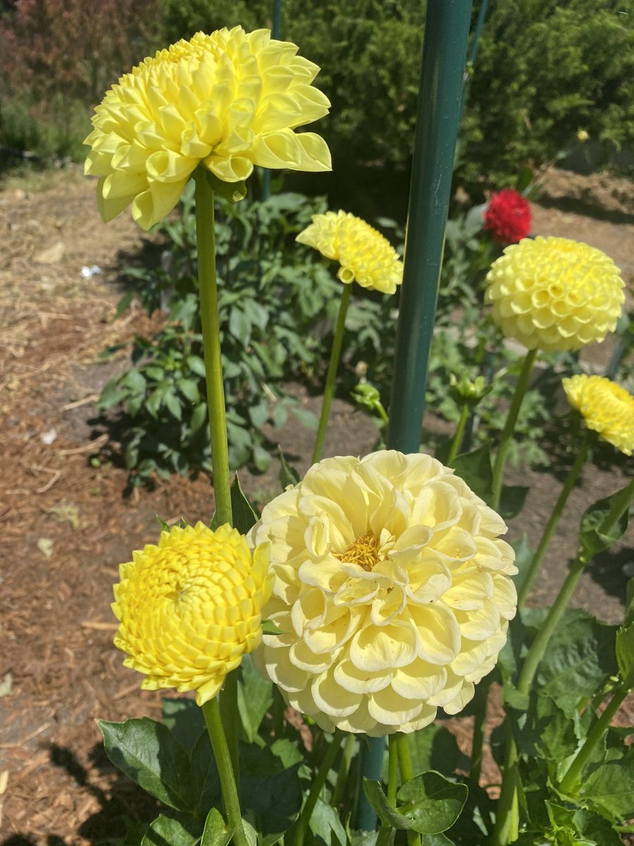 abbychiangusfca's tweet photo. Some pretty flowers from my time at the #SanJose #Rose #Garden! Many of the flowers in this garden are native species and improve the biodiversity of the community! #consbioUSFCA 🌷🌹 https://t.co/kmdnRST4fT