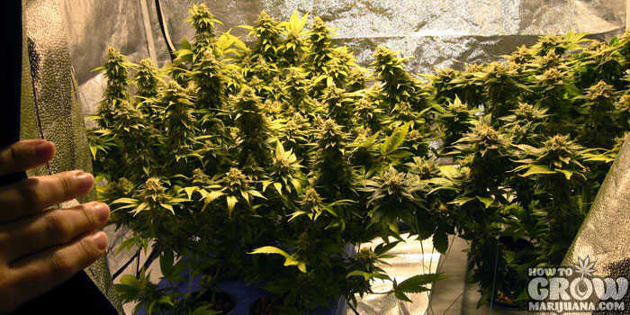 🌱 Growing Tips 🌱
-
Getting the right temperature and mix of air so that your plants aren't too hot, cold or humid is crucial for fast quality growing. 
-
#GrowMarijuana #CannabisCommunity
