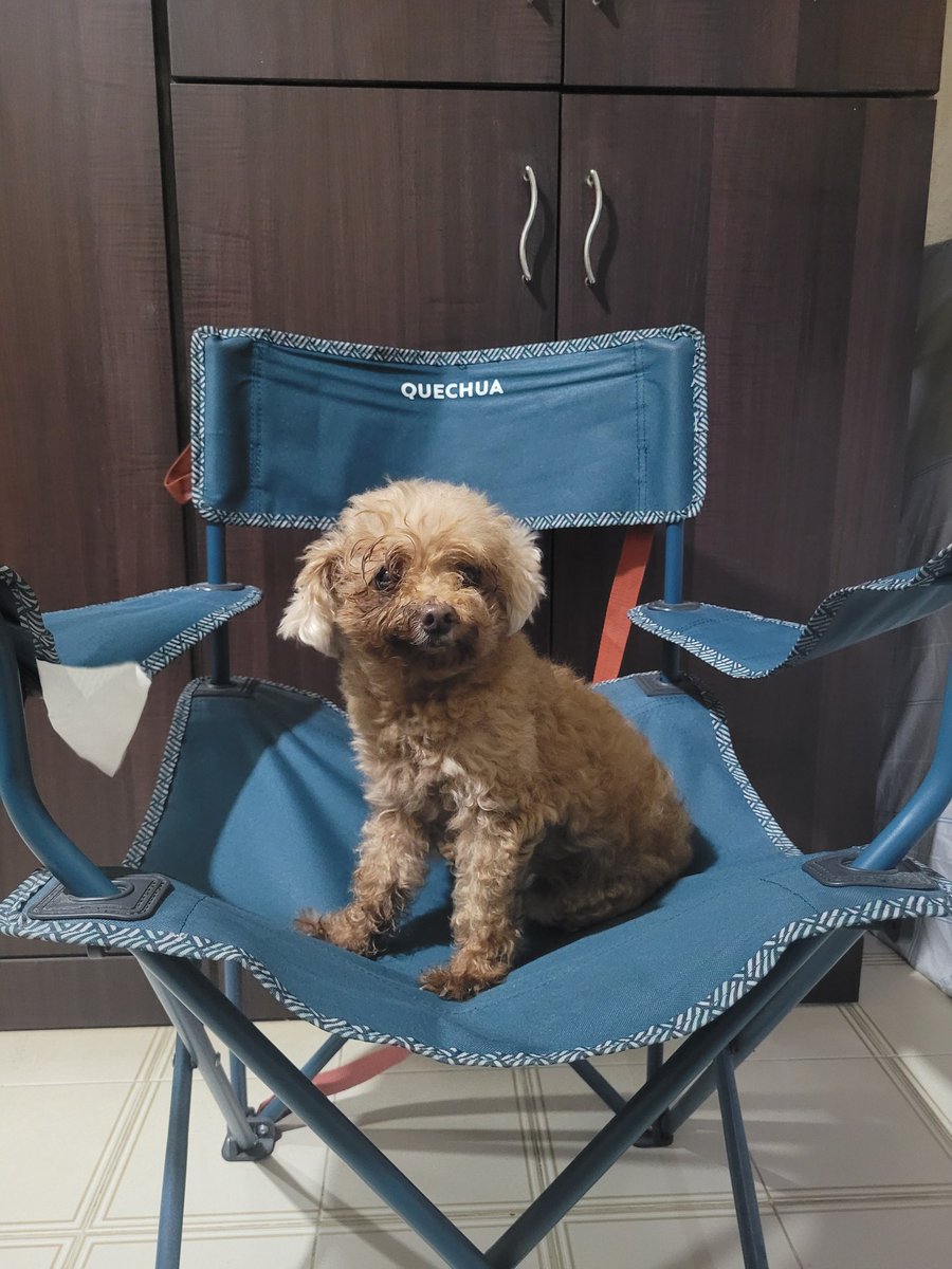 ThingsOnFluffy's tweet photo. It me! A foldable floof on a foldable chair! 🐶🐾🪑 https://t.co/Zgj15iEtyn