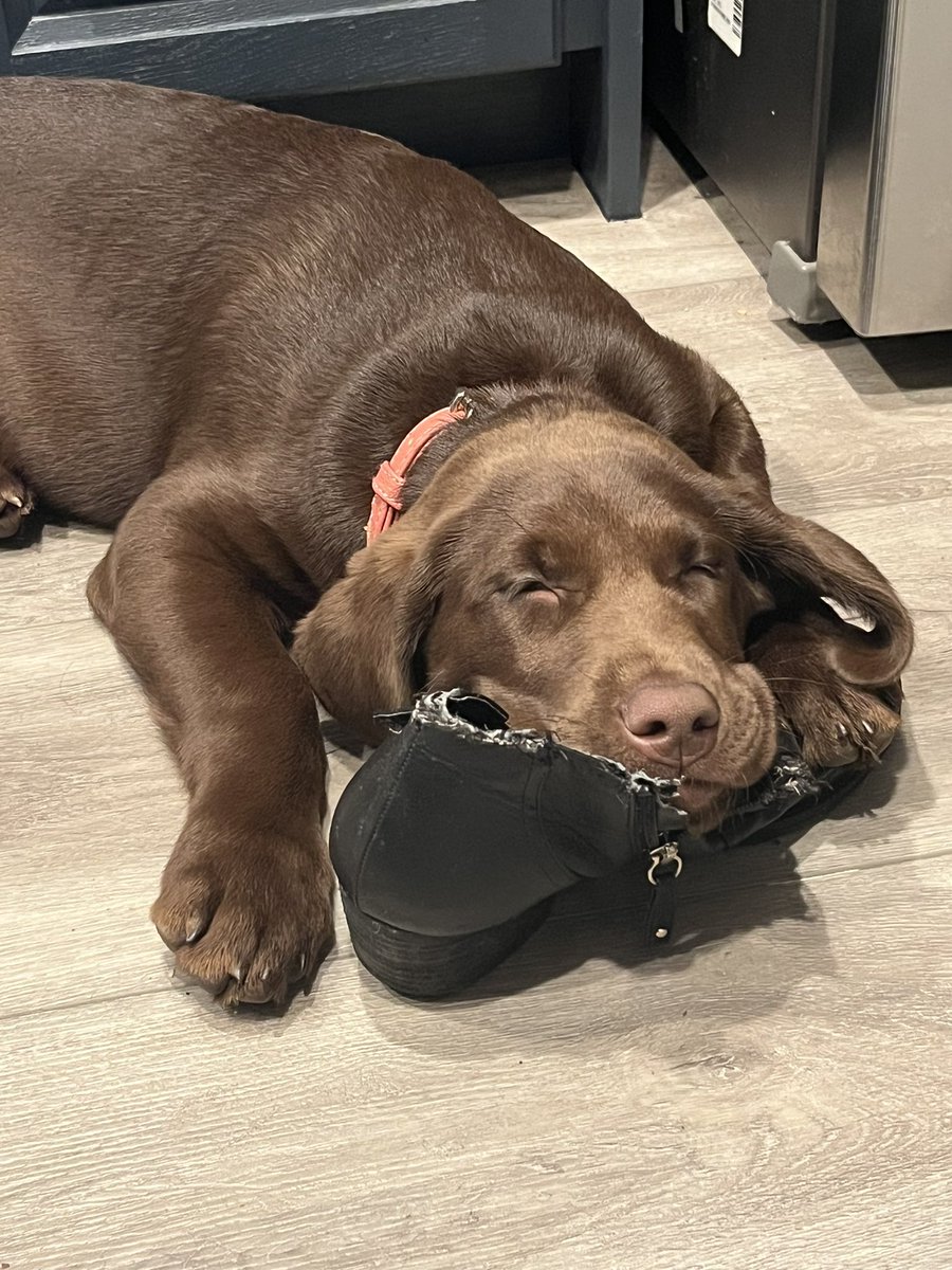 carmac1's tweet photo. @DogLovers03 This is Luna, we’ve had her for 6 weeks (she’s 3 1/2 months now) and rules our house and hearts. The puppy stage is very hard and challenging but so worth it. https://t.co/Pce110U7VL