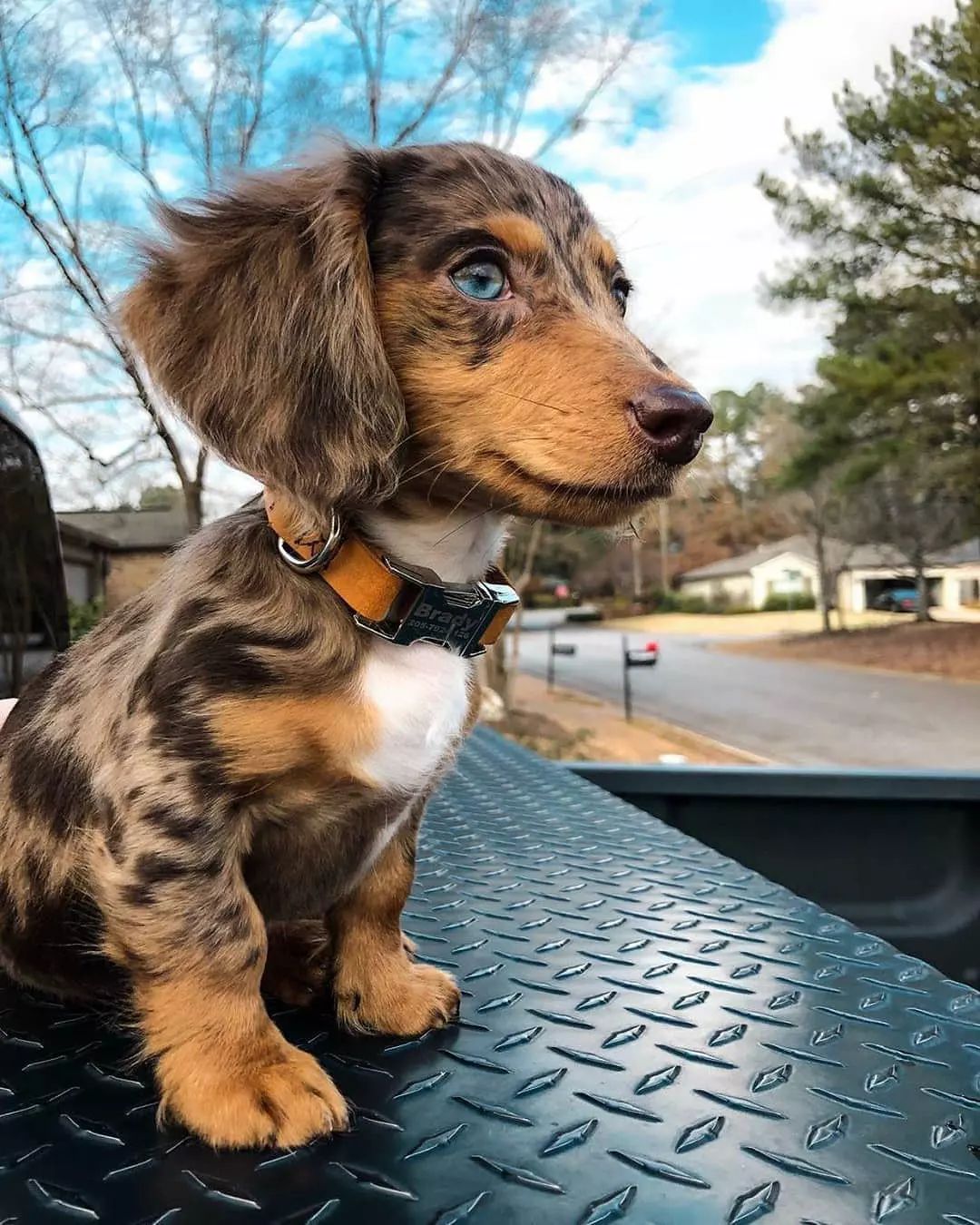 Furry weiner shop dog