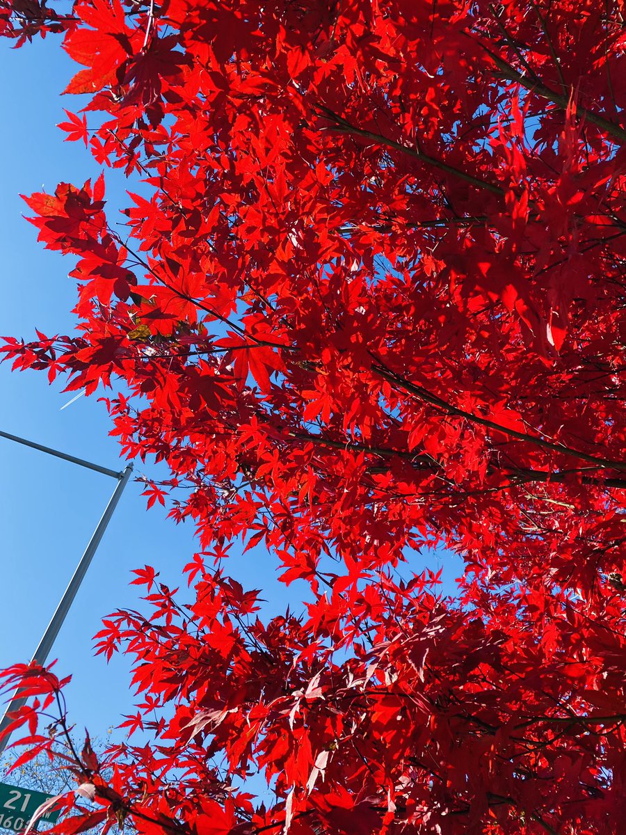 KiyomiBuker's tweet image. 12月に入ったのに、未だ紅葉が綺麗な大使館通り〜 #Embassyrow 🍁🍂　#ワシントンdc