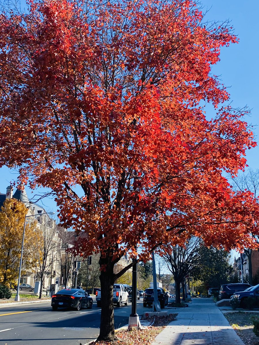 KiyomiBuker's tweet image. 12月に入ったのに、未だ紅葉が綺麗な大使館通り〜 #Embassyrow 🍁🍂　#ワシントンdc