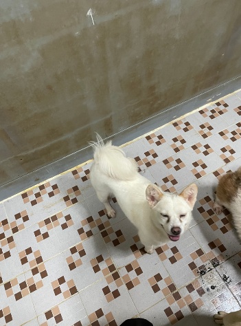 thousandandpets's tweet photo. ✔Seorong
Mixed/ Girl/ 3 years old/ 3kg
Vaccinated/ Neutralized against heartworm/ Neutralized/
She is small in size and looks like a cute squirrel🐿️.
DM for inquiry✉️
#AdoptDontBuy #AdoptDontShop #Adoptfromabroad #Koreandogs #shelterdogs #rescueddogs #animalshelter https://t.co/5jYOl0KtA9