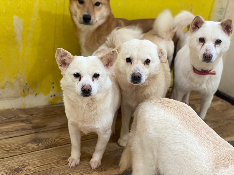 thousandandpets's tweet photo. ✔Seorong
Mixed/ Girl/ 3 years old/ 3kg
Vaccinated/ Neutralized against heartworm/ Neutralized/
She is small in size and looks like a cute squirrel🐿️.
DM for inquiry✉️
#AdoptDontBuy #AdoptDontShop #Adoptfromabroad #Koreandogs #shelterdogs #rescueddogs #animalshelter https://t.co/5jYOl0KtA9
