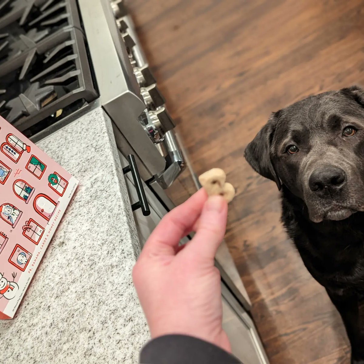 Thank you WagNation, Barley loves his Advent calendar!!!