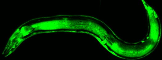 Can non-neuronal cells metabolically communicate with neurons in vivo? To know more, come to my poster titled: 'Non-autonomous Signaling from Hypodermal cells Instructs the Formation of Neuronal Glycolytic Condensates in vivo' at ASCB 2022! (P1370, poster session#29) #ASCB2022